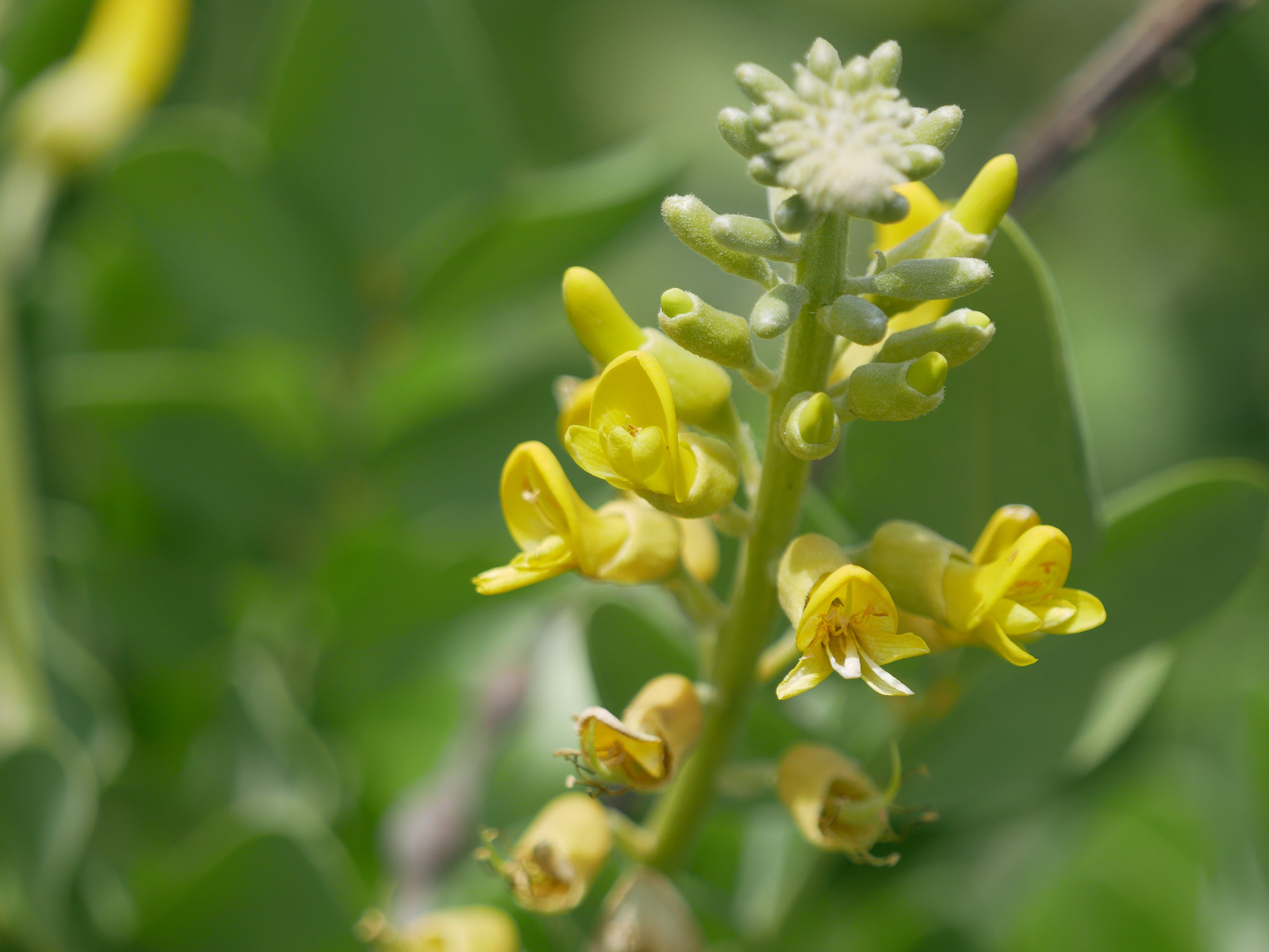 Sophora tomentosa 
